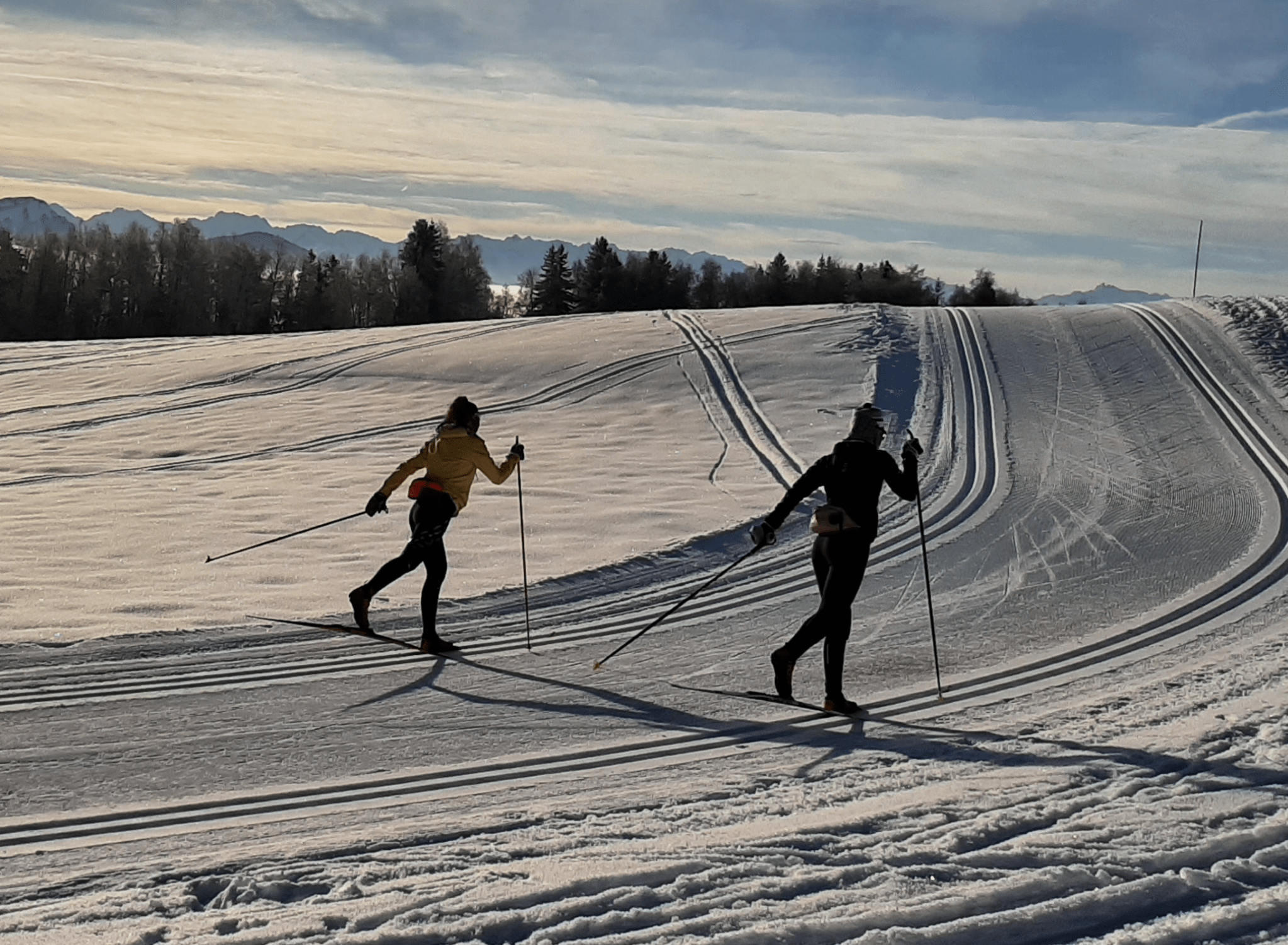 Cordons De Bras Pour Machine De Ski NordicTrack PLUS SERIES - Occasion